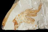 Two Miocene Pea Crab (Pinnixa) Fossils - California #141599-2